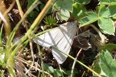 Udea uliginosalis