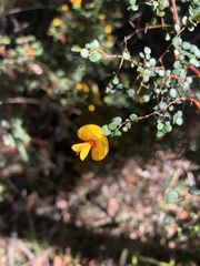 Bossiaea lenticularis