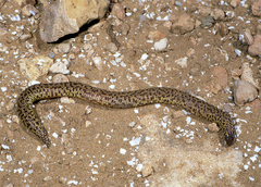 Checkerboard Worm Lizard photo 4