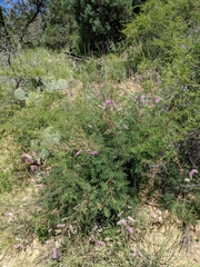 Mimosa dysocarpa