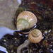 Littoraria coccinea glabrata - Photo (c) Chris Wahlberg, algunos derechos reservados (CC BY-NC), uploaded by Chris Wahlberg