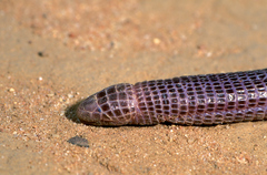 Blanus tingitanus