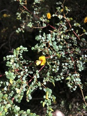 Bossiaea lenticularis