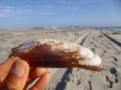 Modiolinae