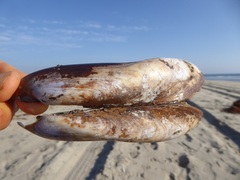 Modiolinae