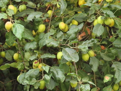 Malus × dawsoniana