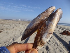 Modiolinae