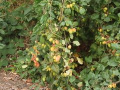 Malus × dawsoniana