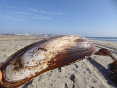 Modiolinae