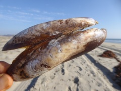 Modiolinae