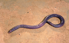 Blanus tingitanus