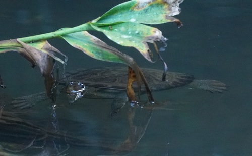 Irwin's Turtle, Elseya irwini