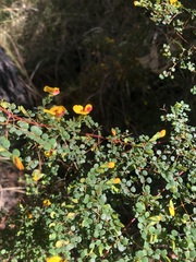 Bossiaea lenticularis