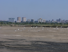 Larus fuscus barabensis