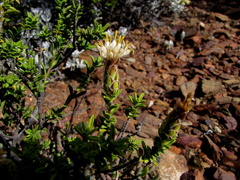 Pteronia hutchinsoniana