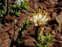 Pteronia hutchinsoniana