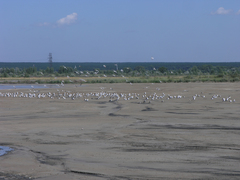 Larus fuscus barabensis