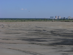 Larus fuscus barabensis