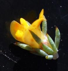 Aspalathus juniperina juniperina