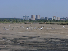 Larus fuscus barabensis