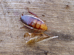 Drymaplaneta heydeniana