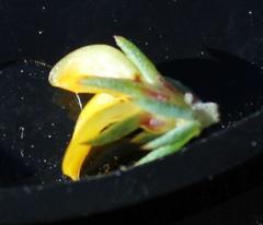 Aspalathus juniperina juniperina