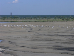 Larus fuscus barabensis