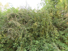 Malus × dawsoniana