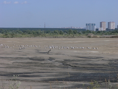 Larus fuscus barabensis