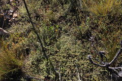 Aspalathus juniperina juniperina