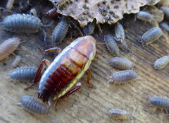 Drymaplaneta heydeniana