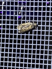 Olethreutes astrologana