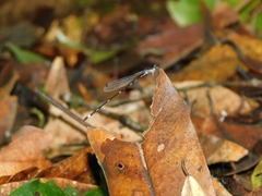 Protosticta sanguinostigma