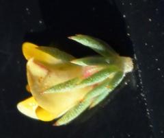 Aspalathus juniperina juniperina