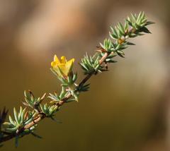 Aspalathus juniperina juniperina