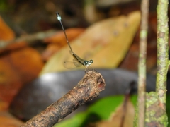 Protosticta sanguinostigma