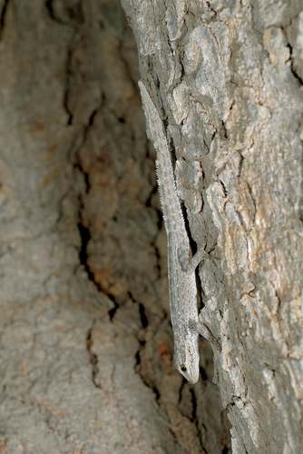 Middle Eastern Rock Gecko