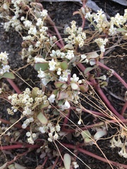 Cuscuta umbellata