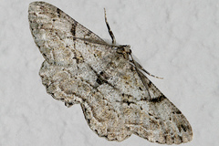 Peribatodes rhomboidaria