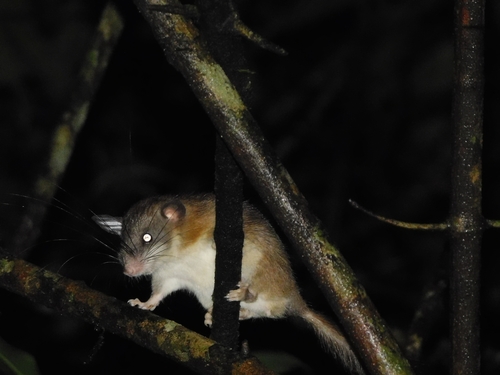 Malabar Spiny Dormouse