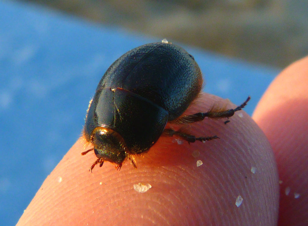 Globose Dune Beetle