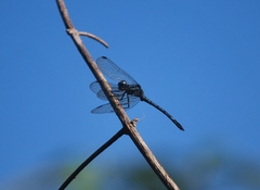 Hylaeothemis apicalis
