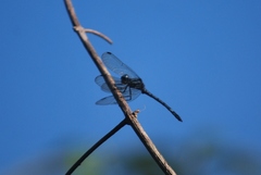 Hylaeothemis apicalis