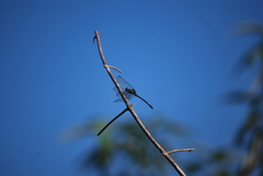 Hylaeothemis apicalis