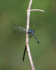 Hylaeothemis apicalis