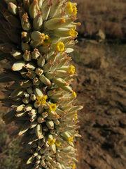 Kalanchoe thyrsiflora