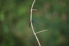 Hylaeothemis apicalis