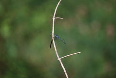 Hylaeothemis apicalis
