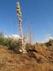 Kalanchoe thyrsiflora