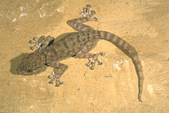 Ptyodactylus oudrii